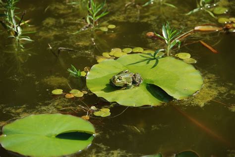 青蛙|青蛙[兩棲綱無尾目的動物]:青蛙（Frog）屬於脊索動物。